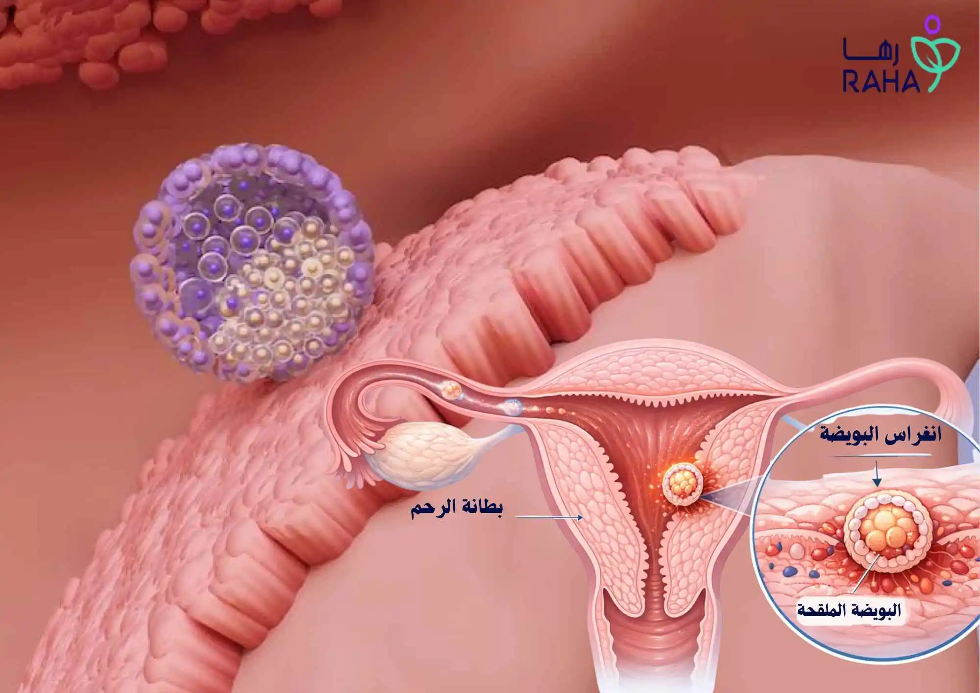 أعراض انغراس البويضة:العلامات المبكرة للحمل بالتفصيل